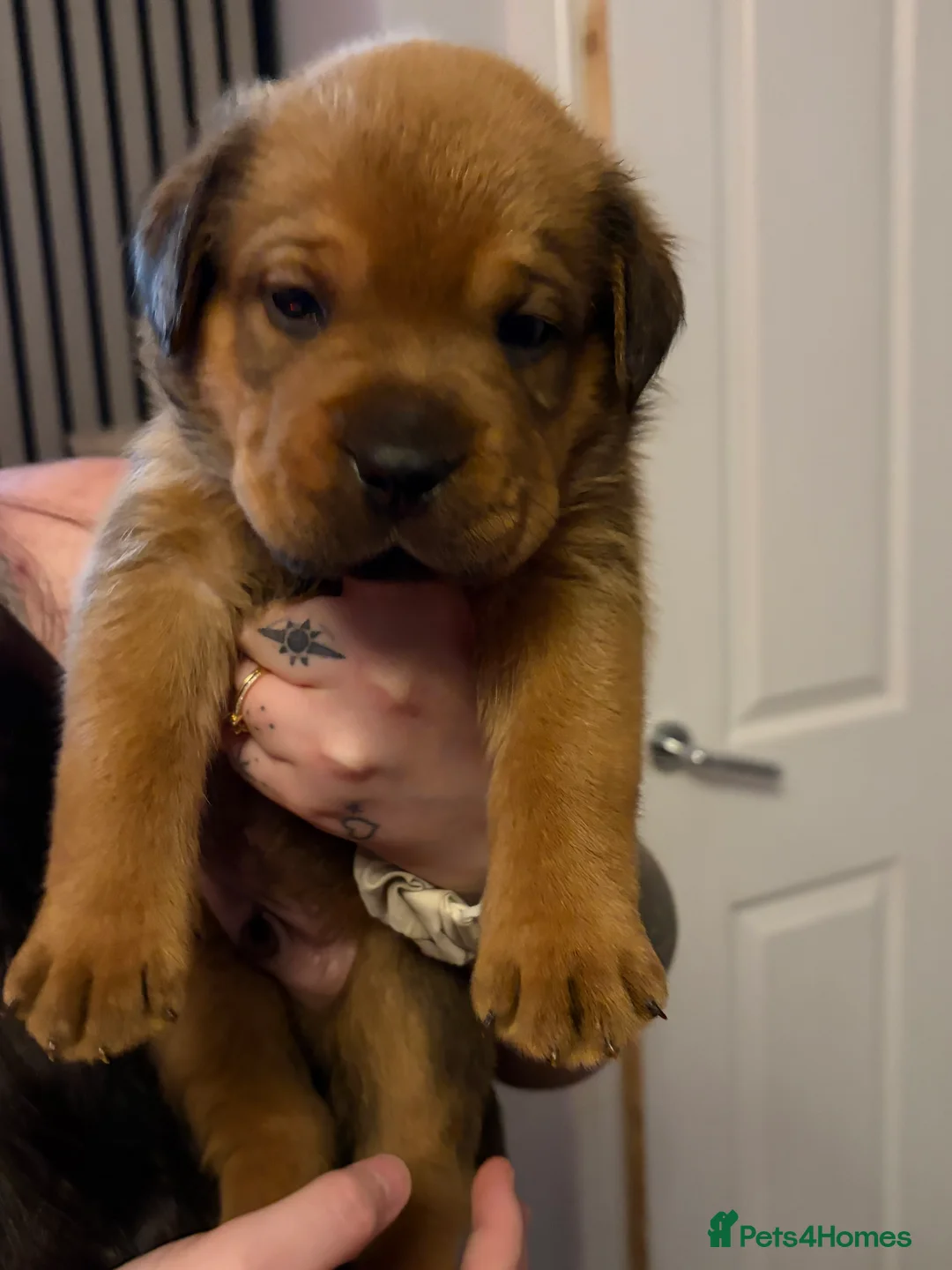 Mixed Breed dogs for sale: Rottweiler x Dogue De Bordeaux puppies - Advert 13