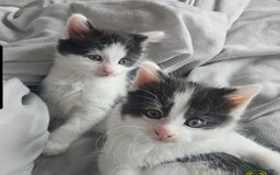 Mixed Breed cats for sale: 2 fluffy boys - Image 1