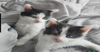 Mixed Breed cats - Advert 9