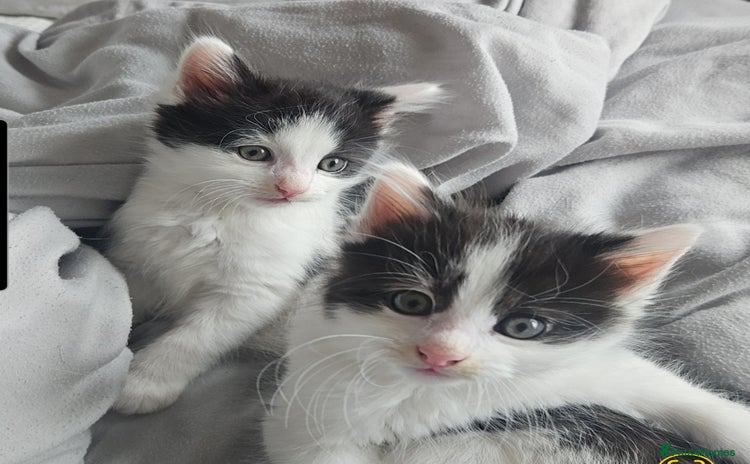 Mixed Breed cats - Advert 4