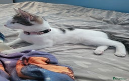 Mixed Breed cats for sale: 2 female kittens  - Image 8