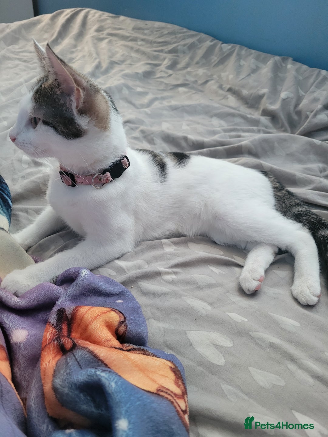 Mixed Breed cats for sale: 2 female kittens  - Image 8