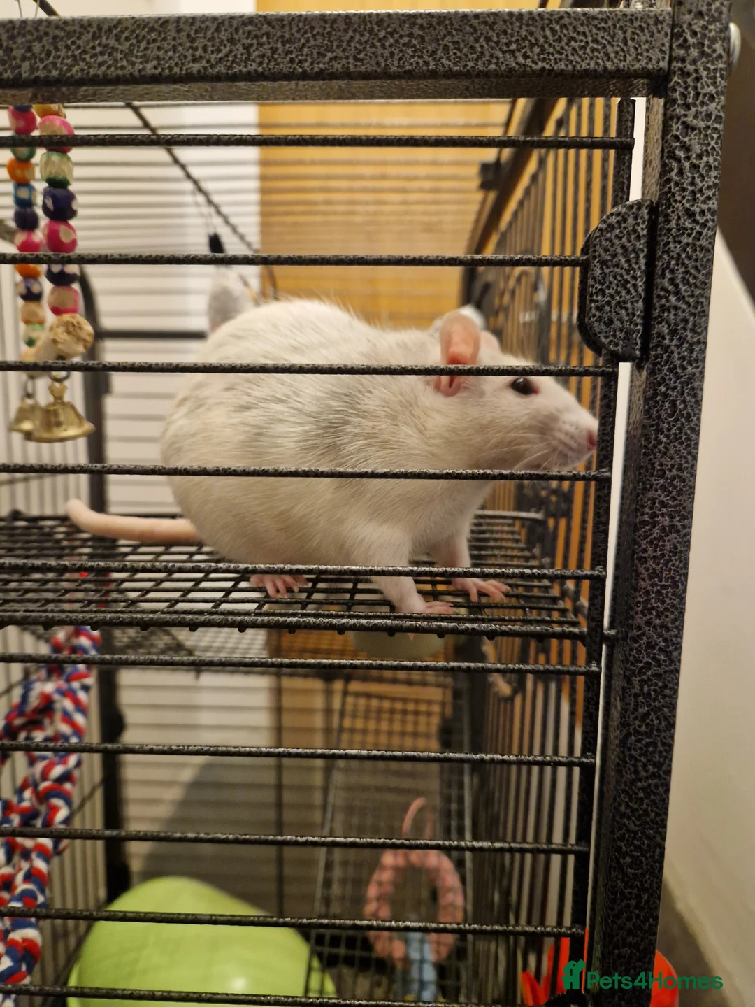 Rat rodents for sale: Two Female Rats looking for a new loving home - Advert 1