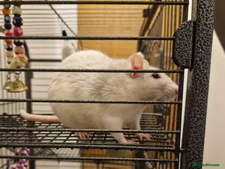 Rat rodents Two Female Rats looking for a new loving home - Advert 4