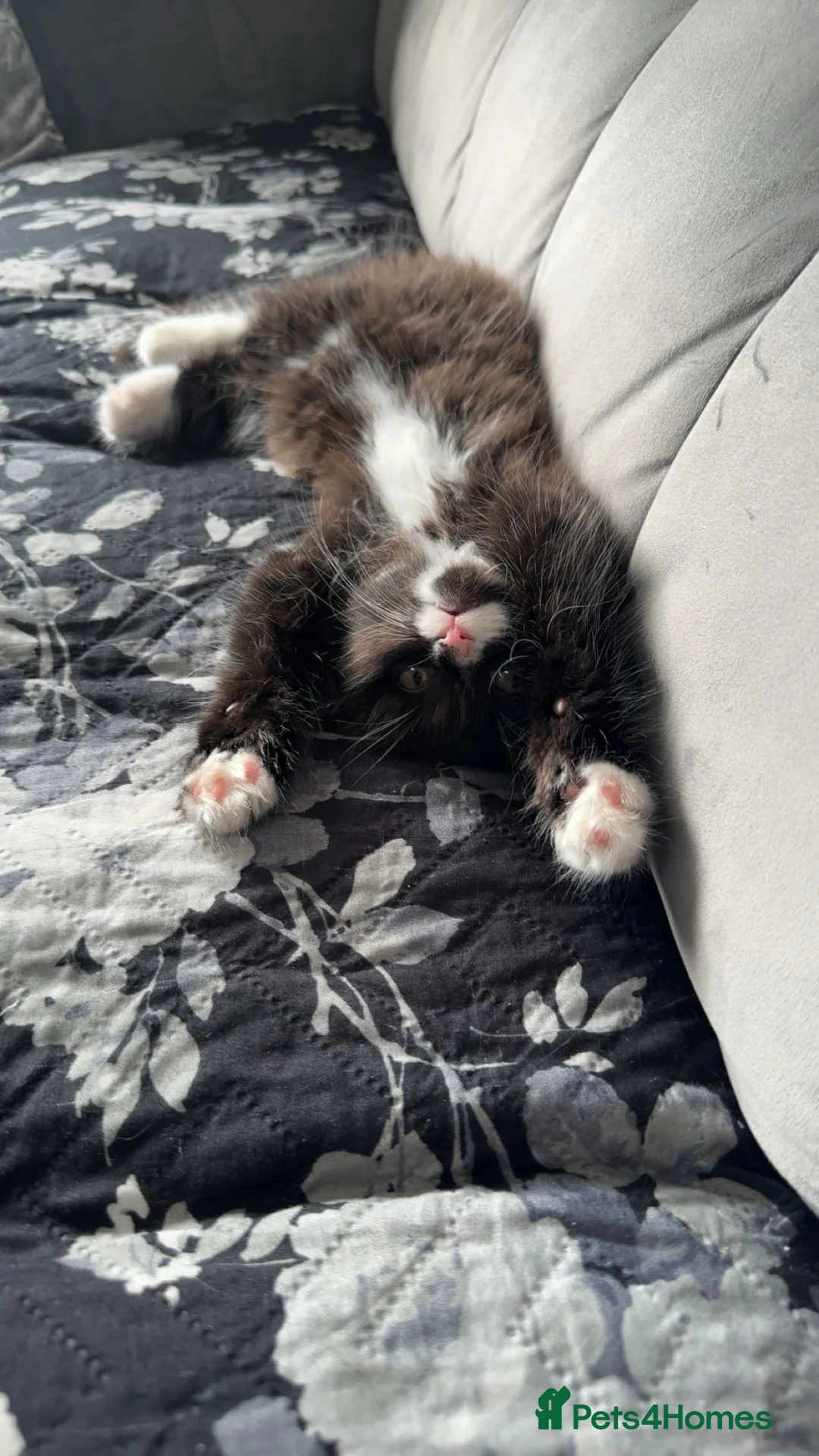 Maine Coon cats for sale: Maine coon x British shorthair  - Advert 2