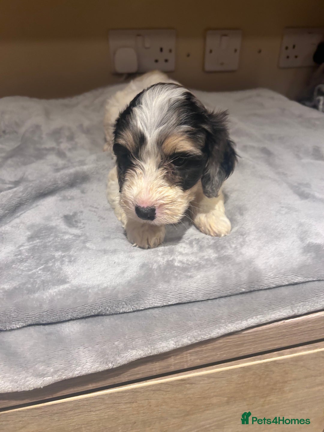 Cockapoo dogs for sale: F1 Cockerpo litter  - Advert 2