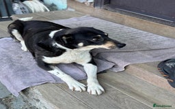 Mixed Breed dogs for adoption: ELSA -  a Special Girl who hates the Prison - Image 14
