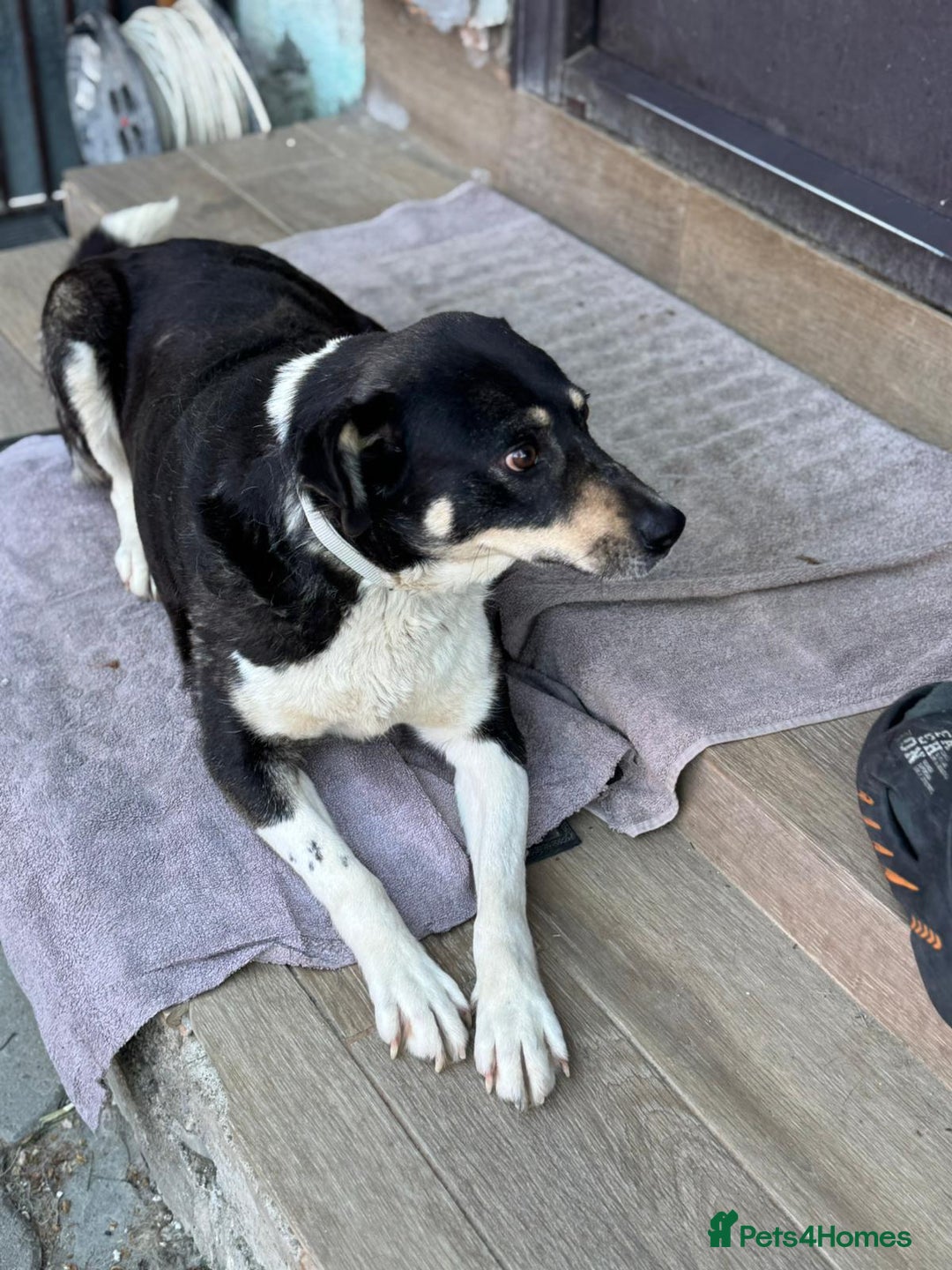 Mixed Breed dogs for adoption: ELSA -  a Special Girl who hates the Prison - Image 14