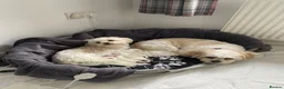 Mixed Breed dogs for sale: Lhatese puppies  - Advert 6