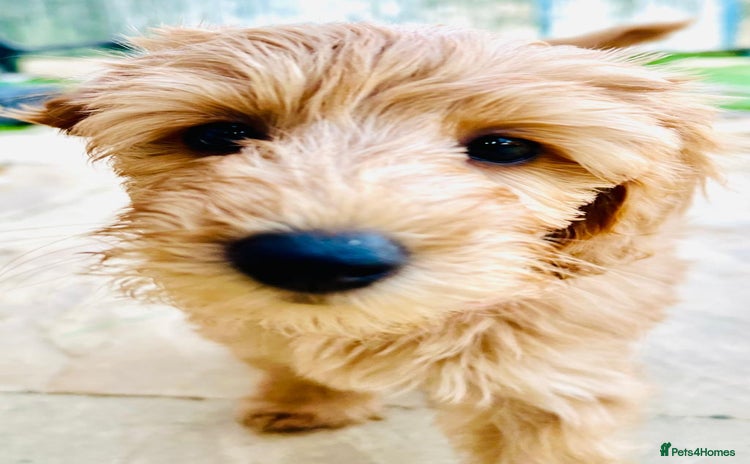 Labradoodle dogs - Advert 4