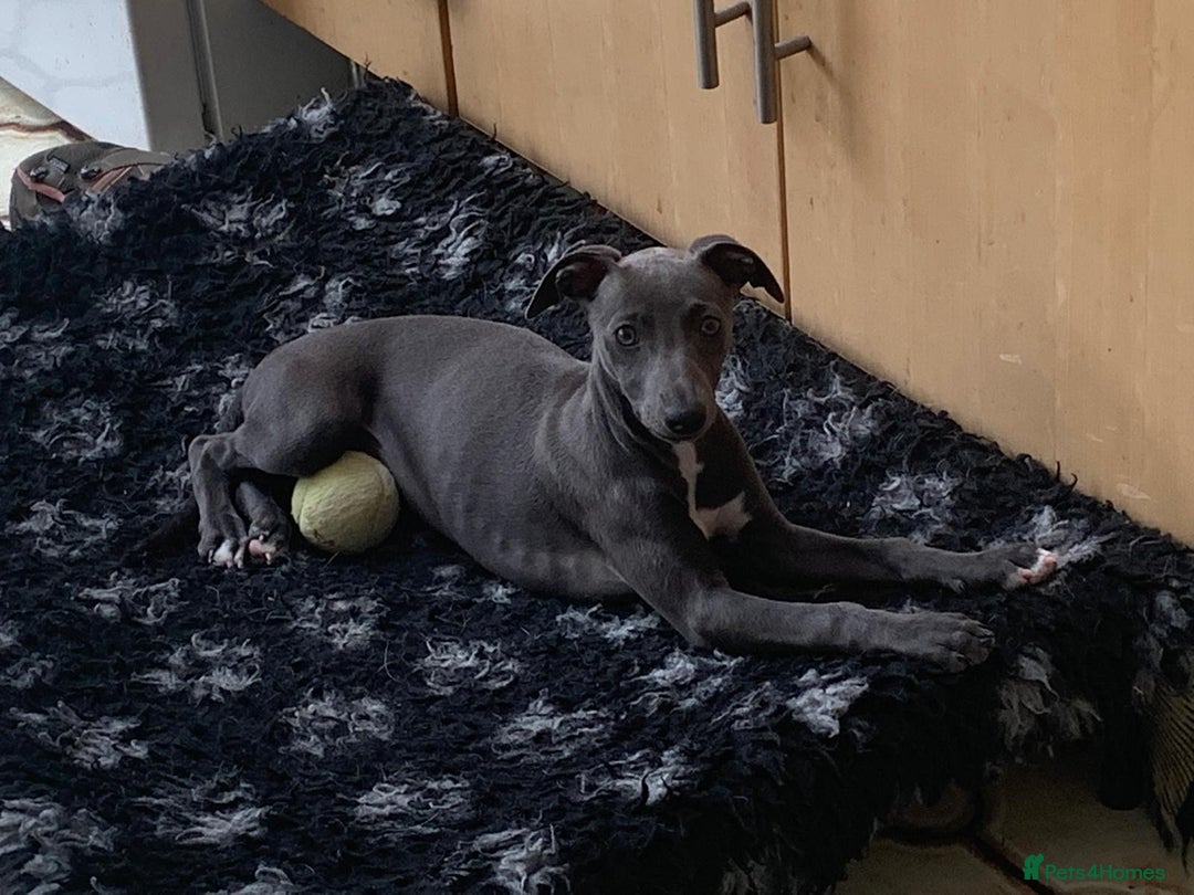 Whippet dogs for sale: Stunning KC Whippet Puppies for Sale - Advert 8