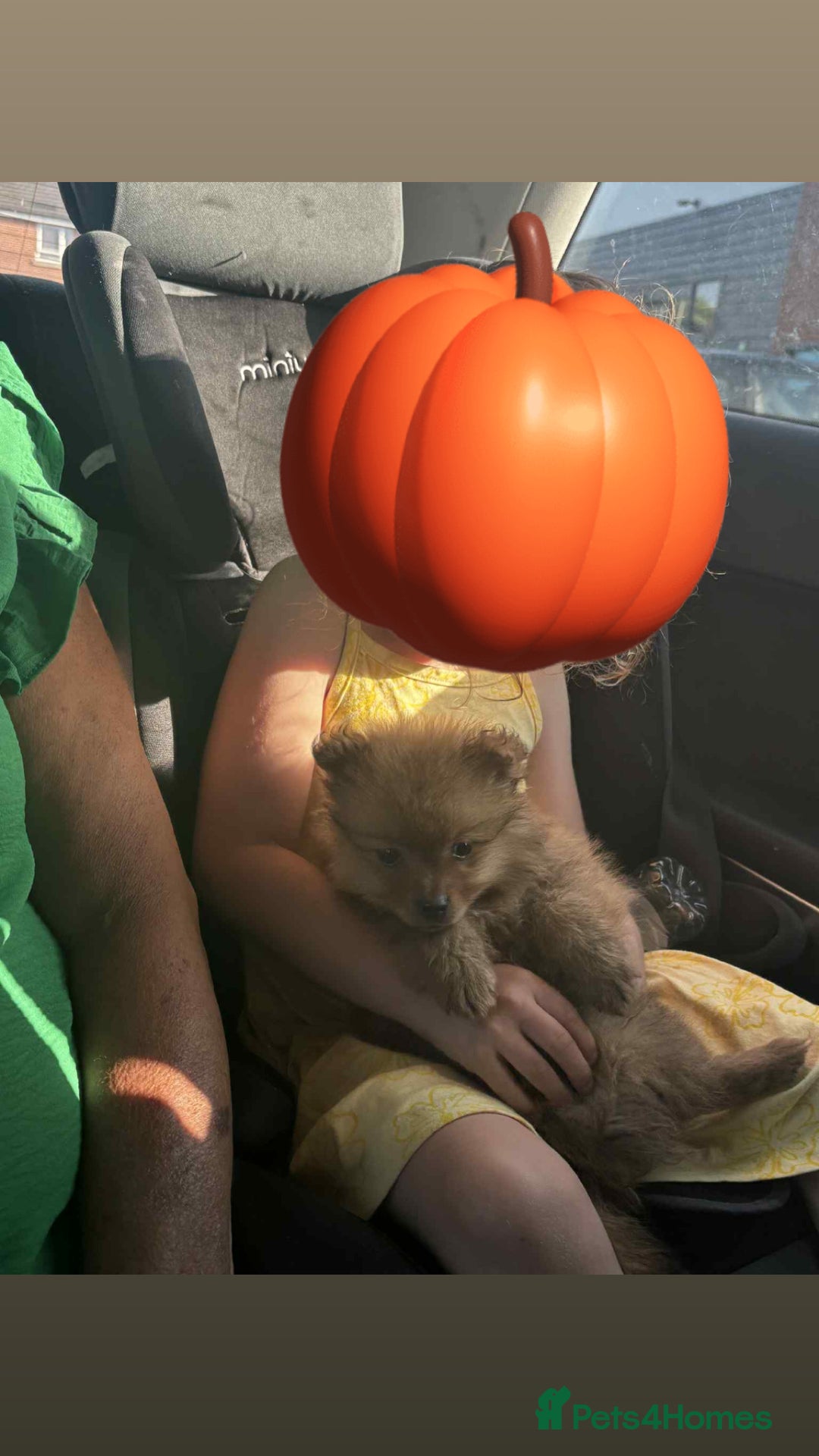Pomeranian dogs for sale: chase 3 month old pom - Image 2