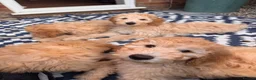Australian Labradoodle dogs for sale: Last 2 Adorable Australian Labradoodles - Advert 4