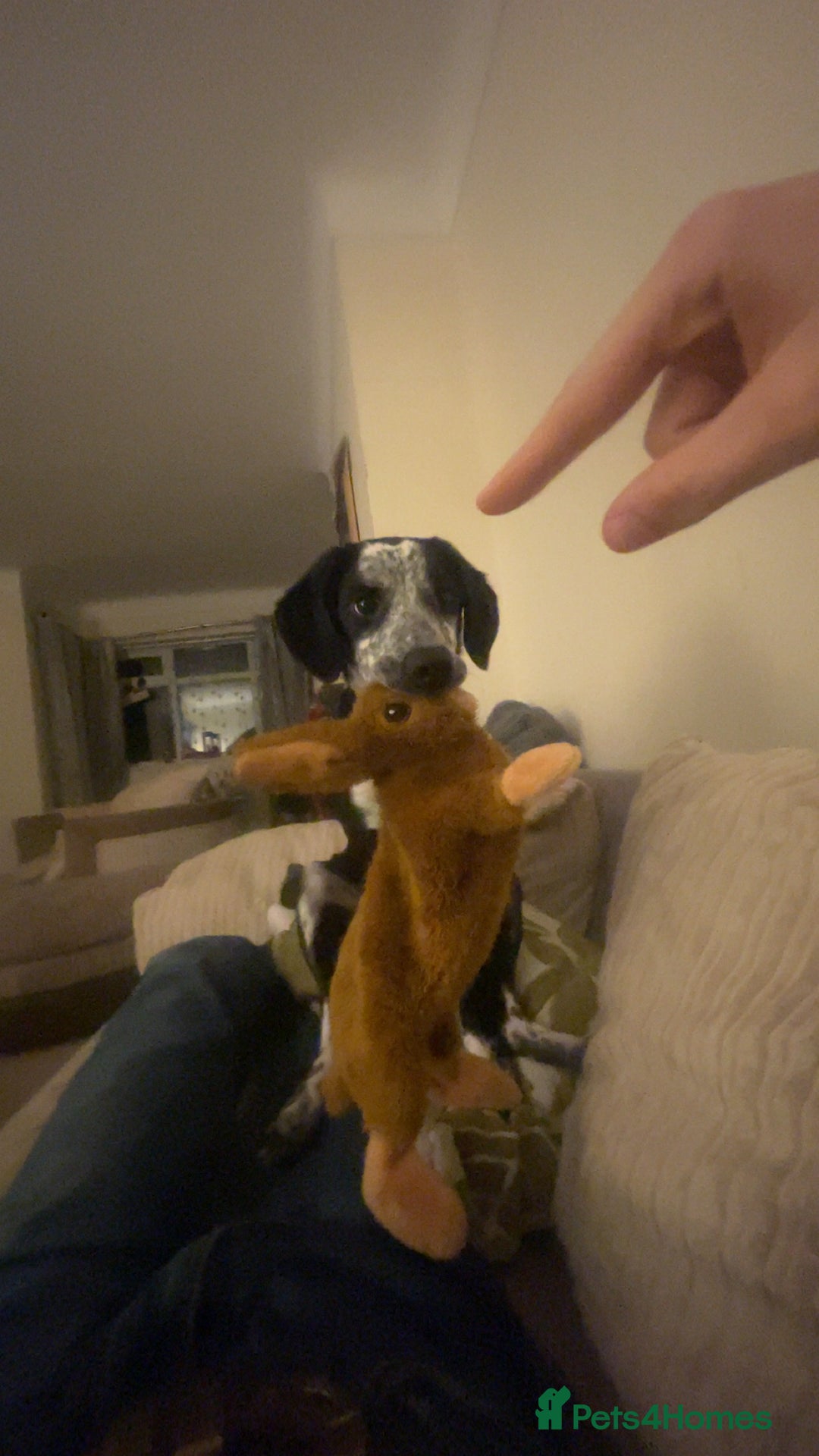 Mixed Breed dogs for sale: Gorgeous 6 month old sprollie puppy.  - Advert 3