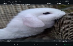 Mini Lop rabbits for sale: Adorable baby mini lops - Image 9