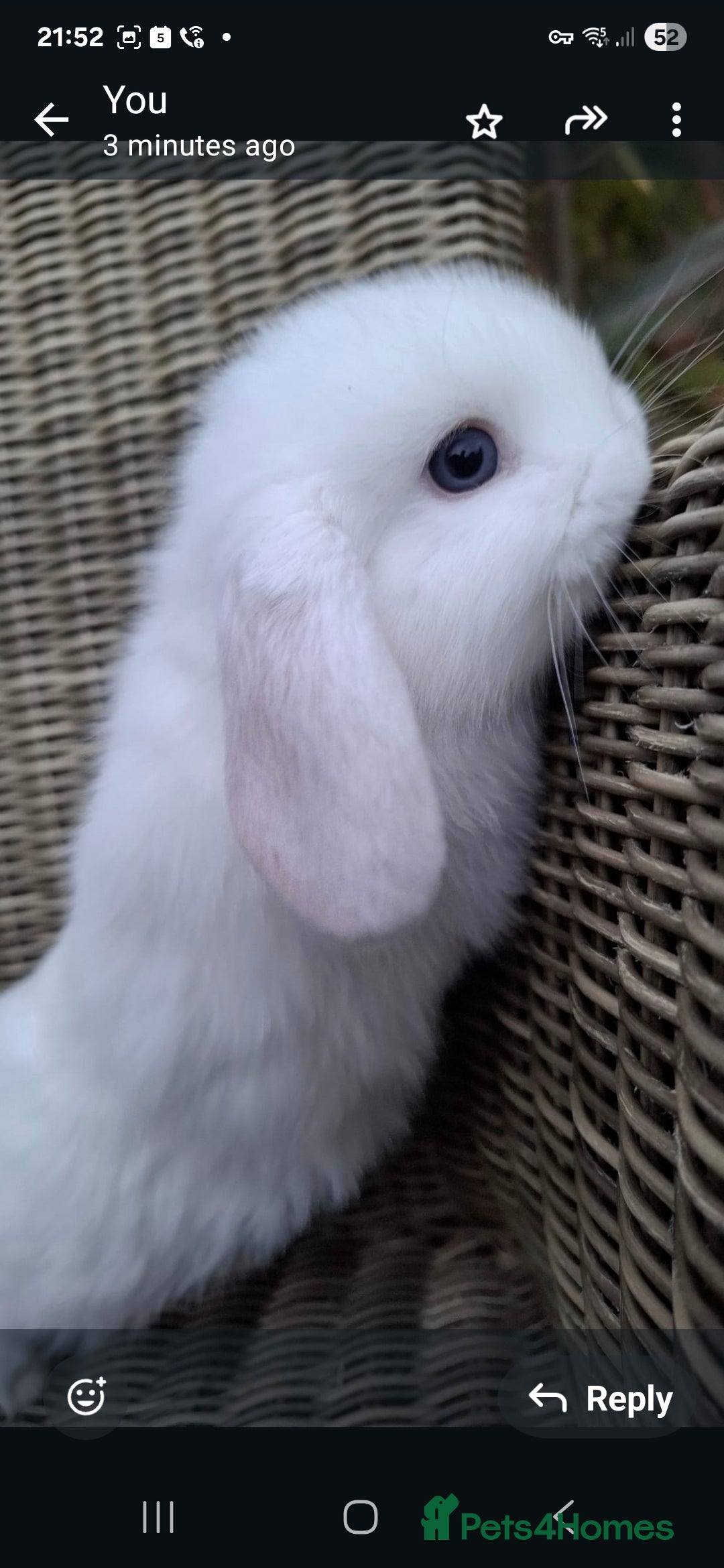 Mini Lop rabbits for sale: Adorable baby mini lops - Image 9
