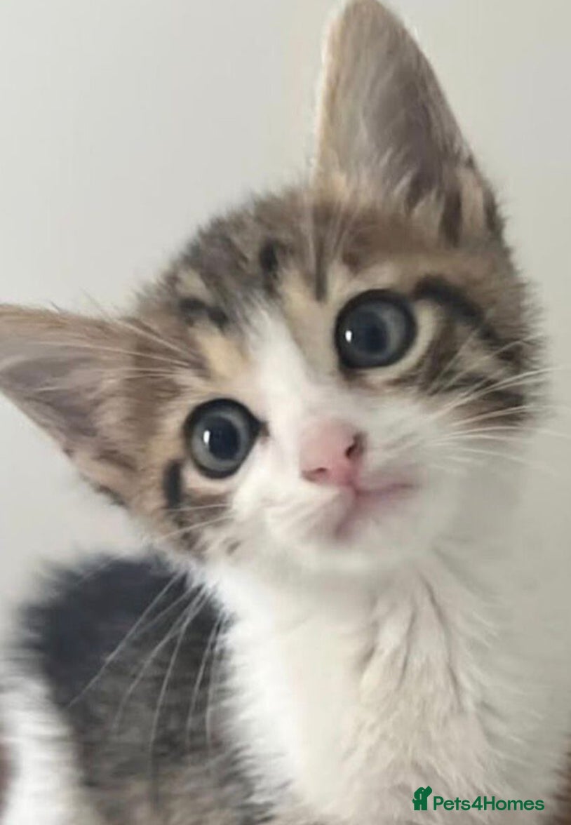 Mixed Breed cats Kitten available now  - Advert 4