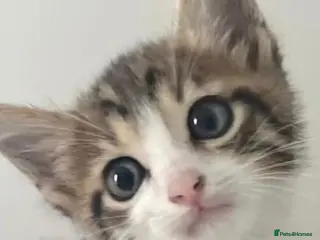 Mixed Breed cats Kitten available now - Advert 4