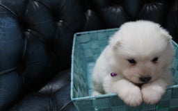Samoyed dogs for sale: Bundle of joy and fluff - Image 9