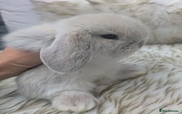 Mini Lop rabbits for sale: Miniature lop rabbits - 2 males - Image 5