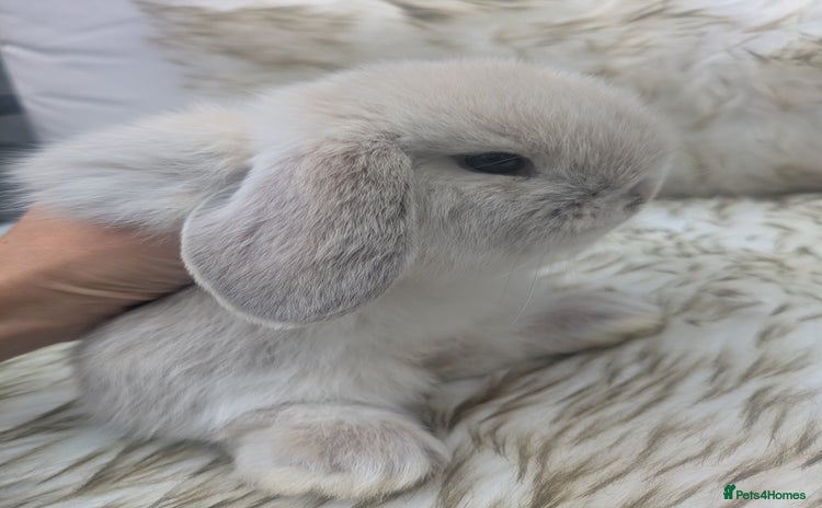 Mini Lop rabbits - Advert 11
