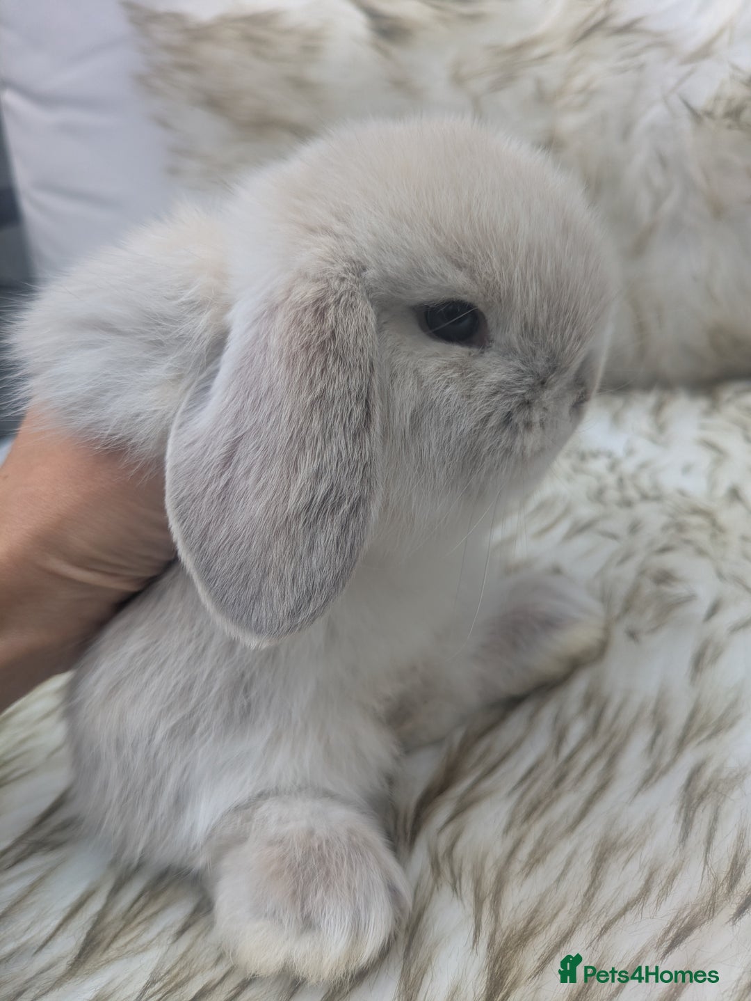 Mini Lop rabbits for sale: Miniature lop rabbits - 2 males - Image 5