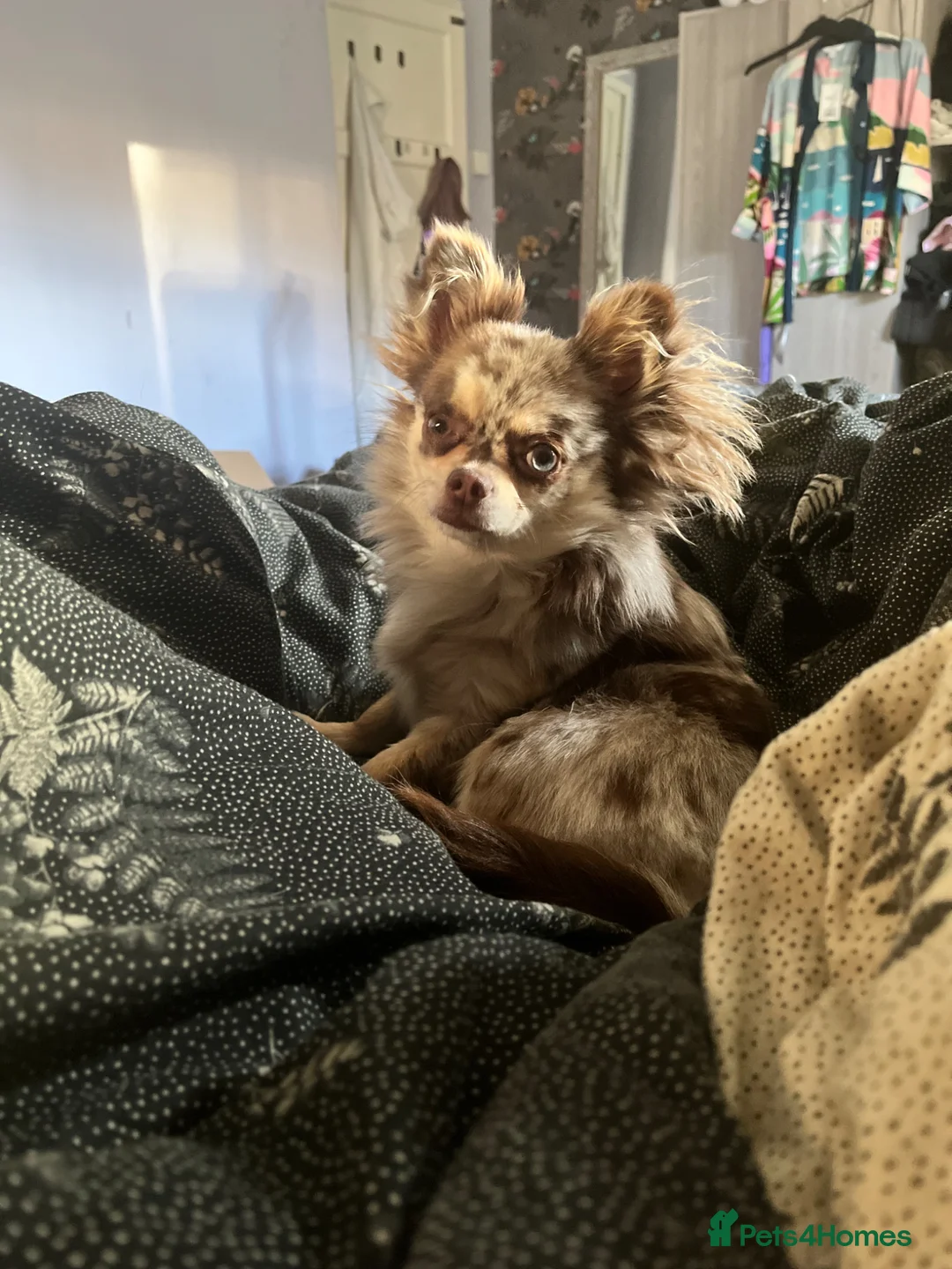 Chihuahua dogs for sale: ✨ CHI ~ CHERISH ✨DNA Tested Parents ✅ ✨ in Manchester - Advert 14