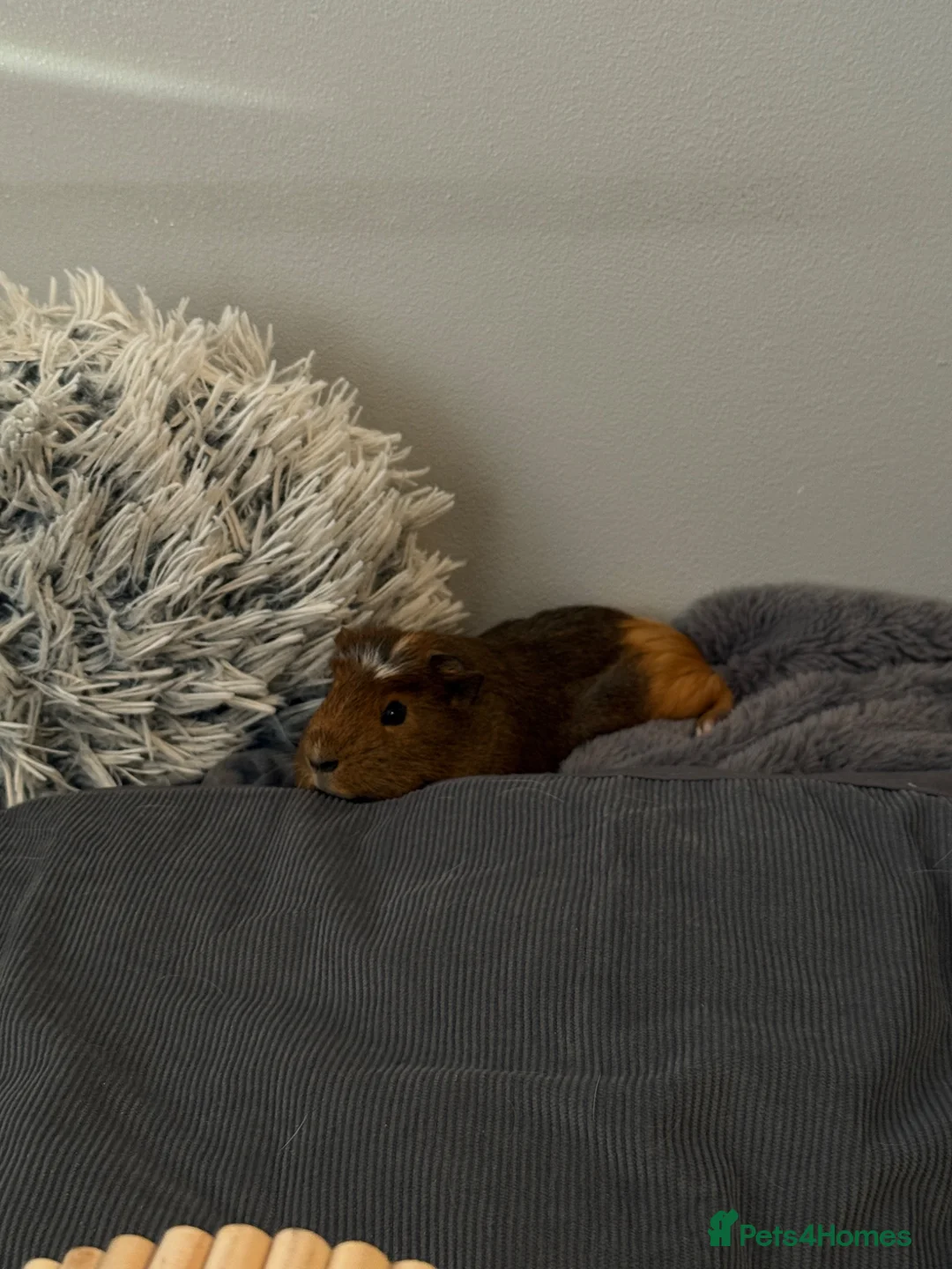 Guinea Pig rodents for sale: 2 male american guinea pigs in Wallington - Advert 4