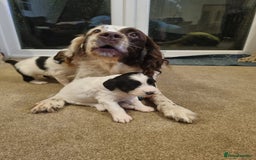 Mixed Breed dogs for sale: Springer spaniel x bearded collie female pups x2 - Image 7