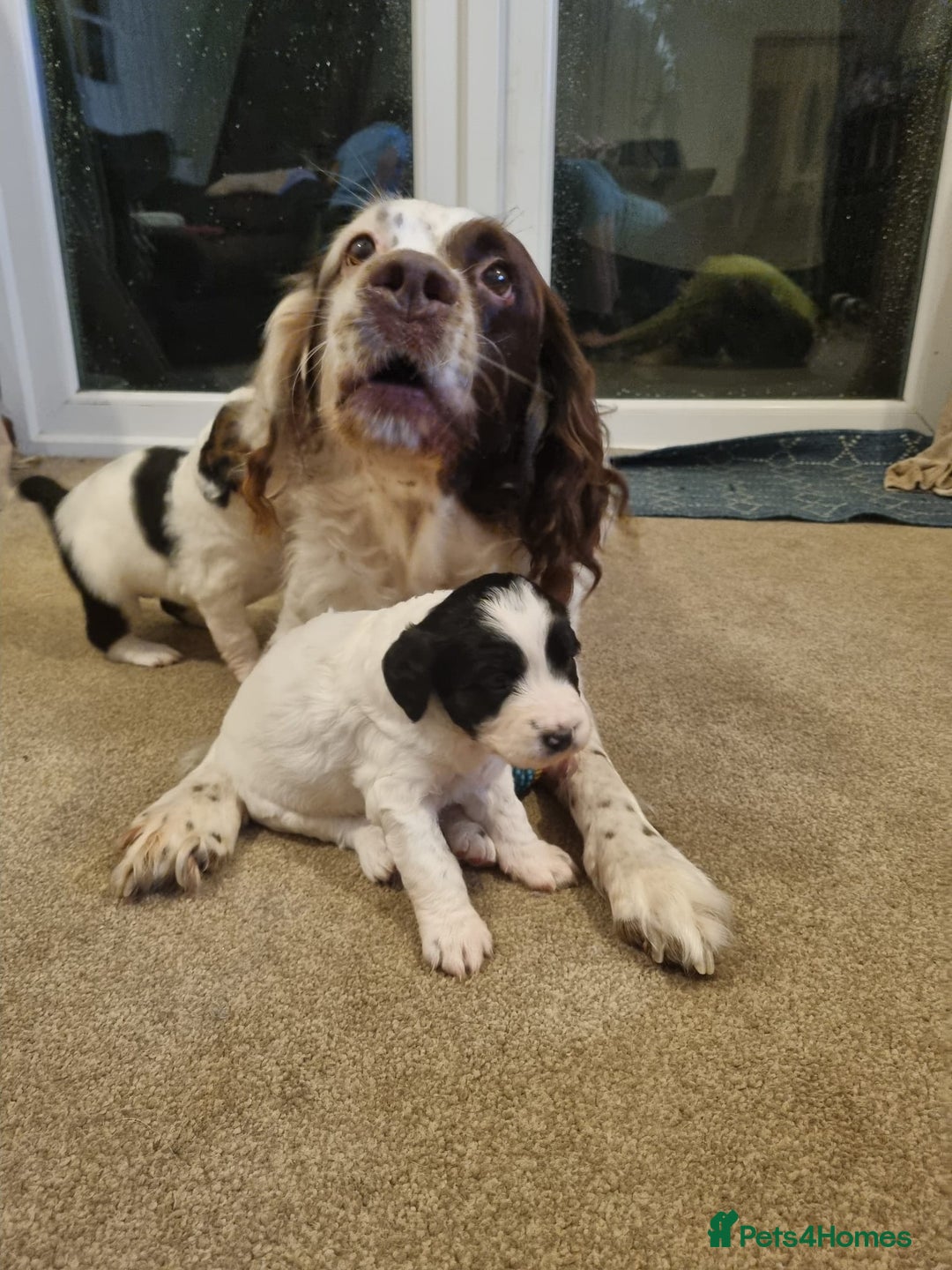 Mixed Breed dogs for sale: Springer spaniel x bearded collie female pups x2 - Image 7