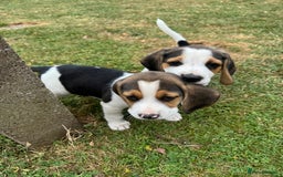 Beagle dogs for sale: Beagle puppies‼️Ready to leave NOW‼️ - Image 17