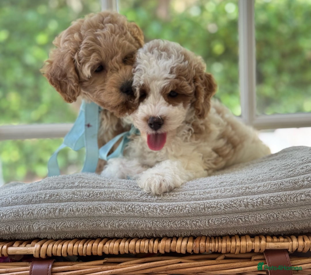 Mixed Breed dogs for sale: Teddy bear puppies - Image 10