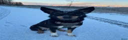 Mixed Breed dogs for sale: Re-homing  - Advert 2
