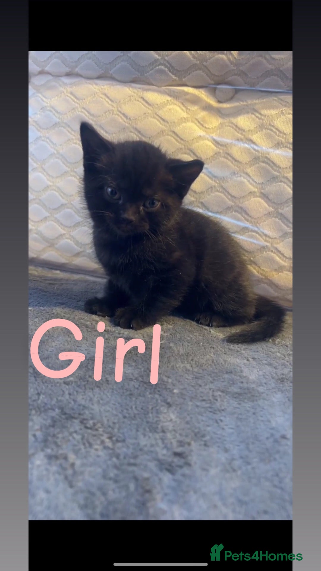 Mixed Breed cats for sale: Last kitten BSH and Maine coon mix - Advert 2