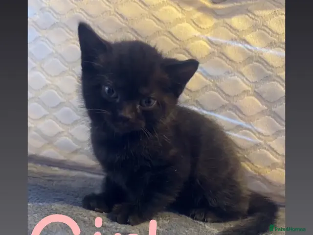 Mixed Breed cats for sale: Last kitten BSH and Maine coon mix - Advert 2