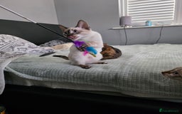 Bengal cats for sale:  CHAMPION LINE Top Quality Bengal -DNA Tested - Image 13