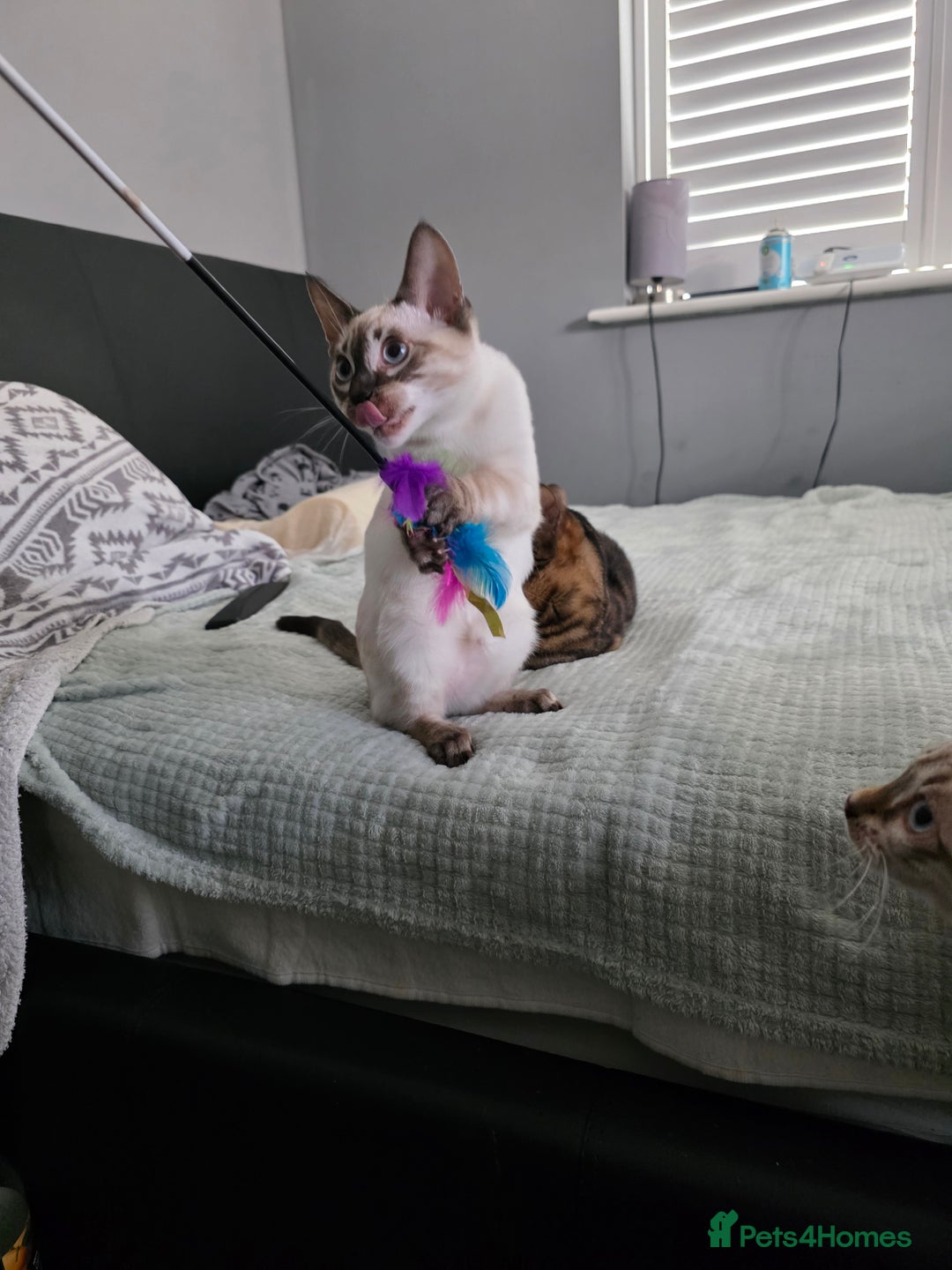 Bengal cats for sale:  CHAMPION LINE Top Quality Bengal -DNA Tested - Image 13