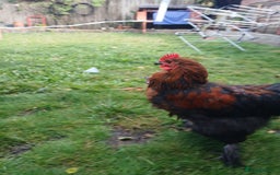 Chickens poultry for sale: Beautiful and Docile Orpington Rooster for Sale - Image 9