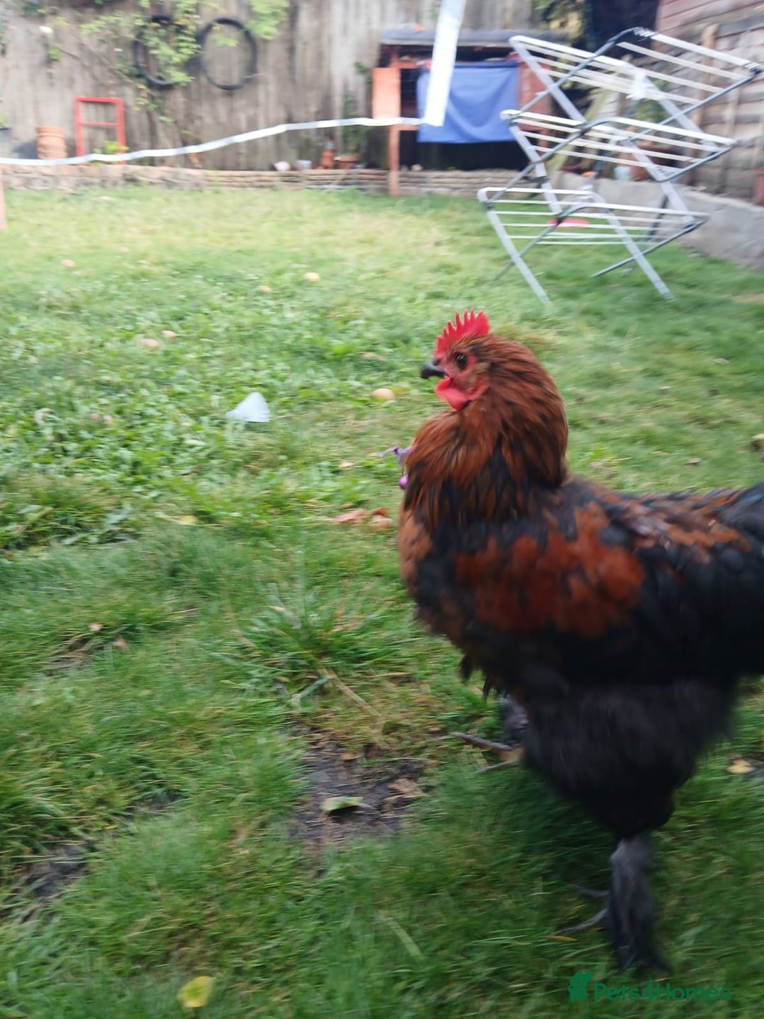 Chickens poultry for sale: Beautiful and Docile Orpington Rooster for Sale - Image 9