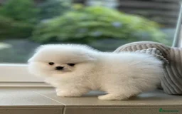 Pomeranian dogs for sale: Purebred tiny Pomeranian puppies available - Image 7