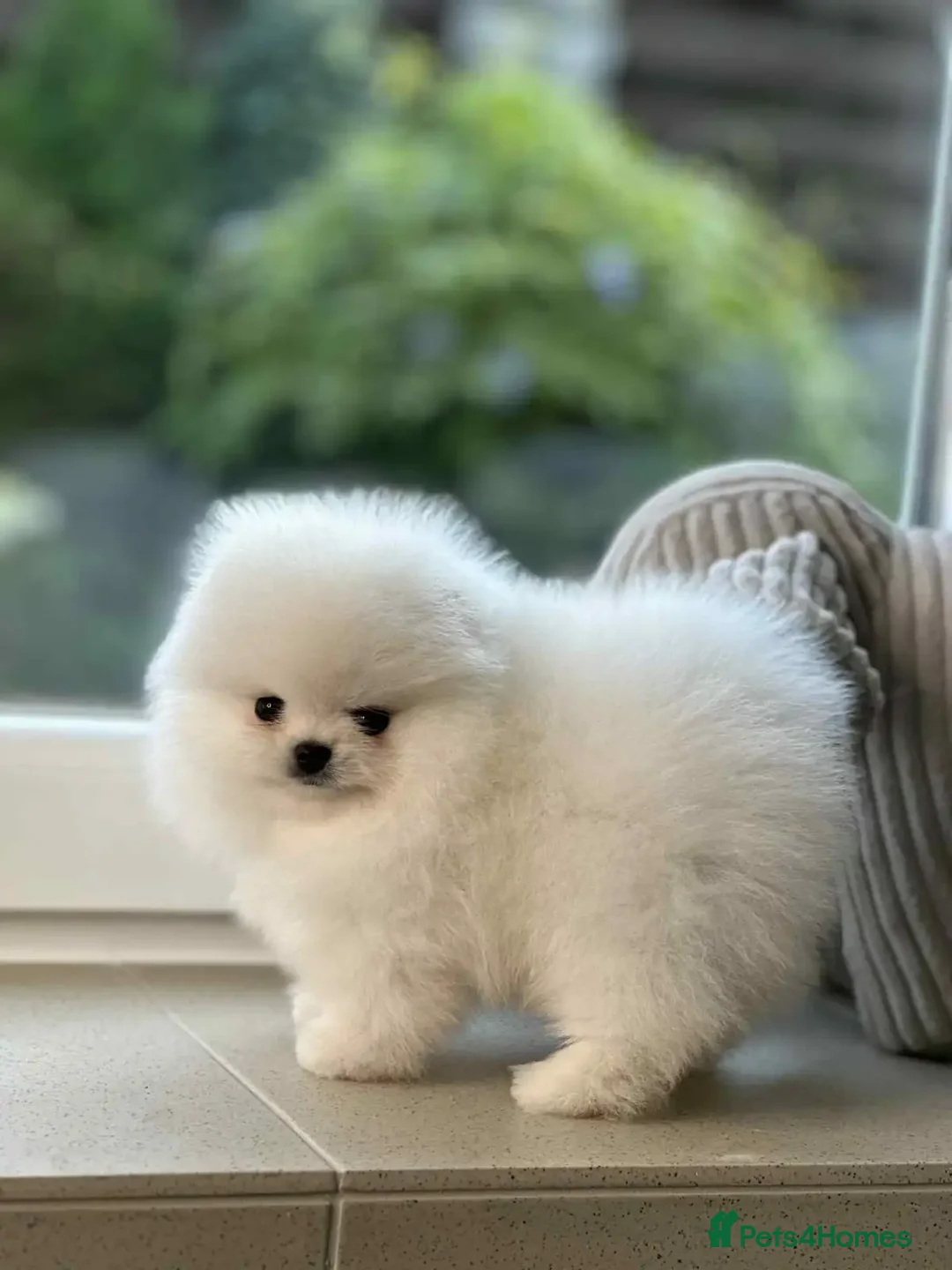 Pomeranian dogs for sale: Purebred tiny Pomeranian puppies available - Image 7