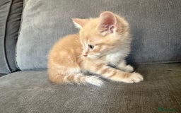 Mixed Breed cats for sale: Beautiful sandy male kitten - Image 8