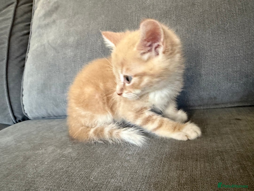 Mixed Breed cats for sale: Beautiful sandy male kitten - Image 8