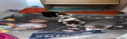 Mixed Breed cats for sale: Kittens for sale - Advert 12