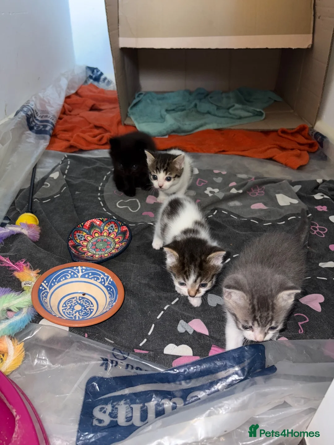Mixed Breed cats for sale: Kittens for sale - Advert 12