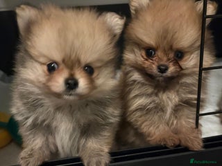 Pomeranian dogs Amazing KC pom puppies. Really tiny - Advert 4
