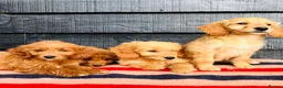 Mini Goldendoodle dogs for sale: 🧡❤️ GORGEOUS MINI GOLDENDOODLE PUPPIES ❤️🧡 - Advert 7