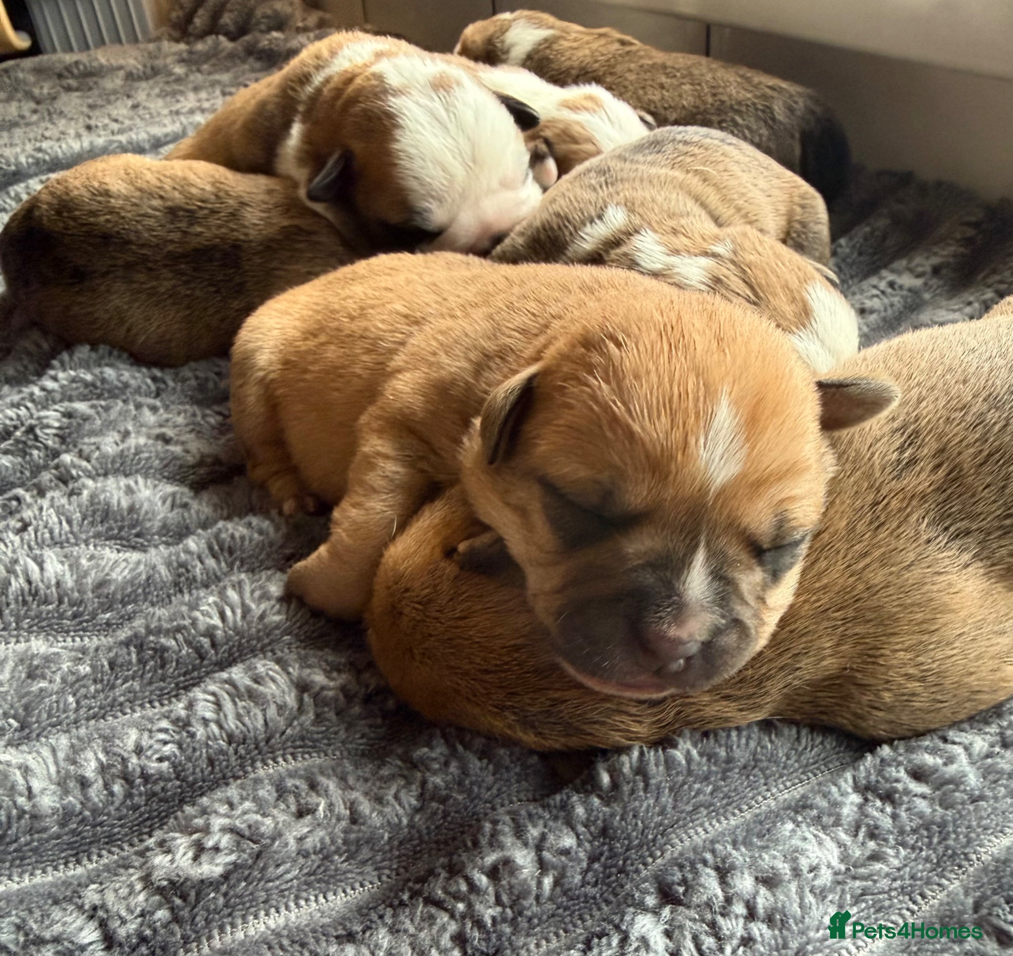Mixed Breed dogs for sale: Fluffy English bull dogs  in Walsall - Advert 7