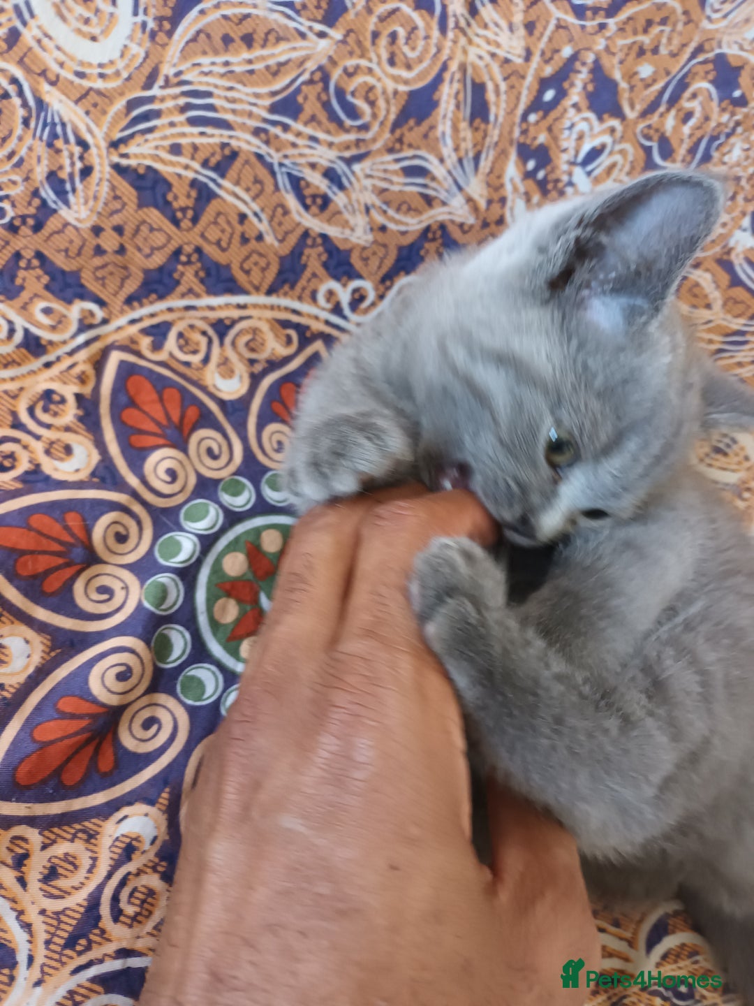 British Shorthair cats for sale: ONLY ONE FEMALE BRITISH SHORTHAIR LEFT - Image 22