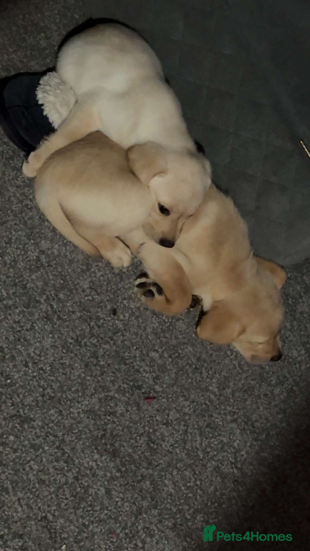 Labrador Retriever dogs for sale: 9 week old Labrador Puppies, - Advert 12